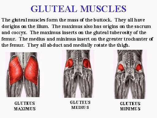 Gluteus best sale medius training